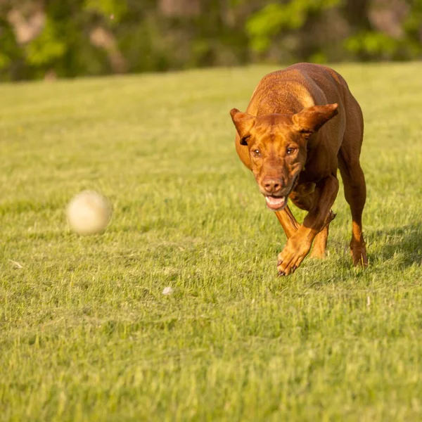 Gün boyunca yeşil bir tarlada oynayan bir Vizsla köpeğinin güzel bir fotoğrafı.