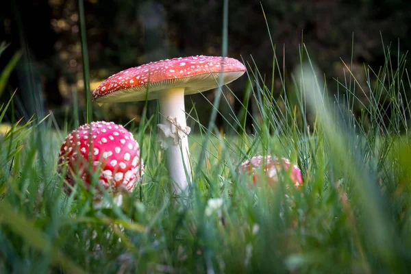 Close Vários Cogumelos Amanita — Fotografia de Stock