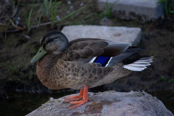 Closeup Mallard Duck Resting Rock Outdoors Daytime — Stock Photo, Image
