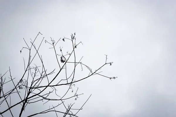 Крупним Планом Листяні Гілки Дерева Тлі Сірого Неба — стокове фото