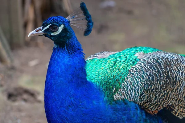 Primer Plano Pavo Real Azul Con Fondo Borroso — Foto de Stock