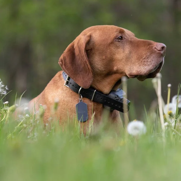 Hermoso Tiro Perro Vizsla Campo Verde Durante Día — Foto de Stock