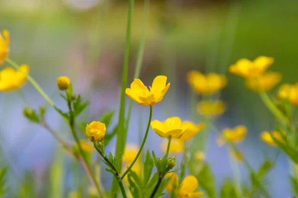 Las Flores Amarillas Jardín — Foto de Stock