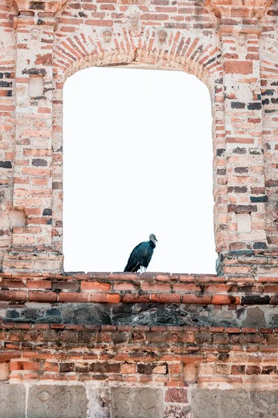 建物のアーチの真ん中に黒い鳥 — ストック写真