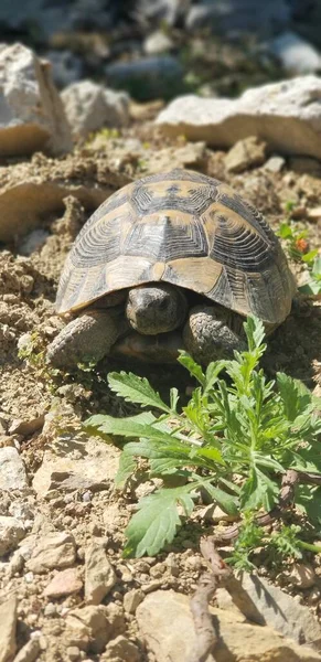 Gros Plan Vertical Une Belle Tortue Parmi Les Pierres — Photo