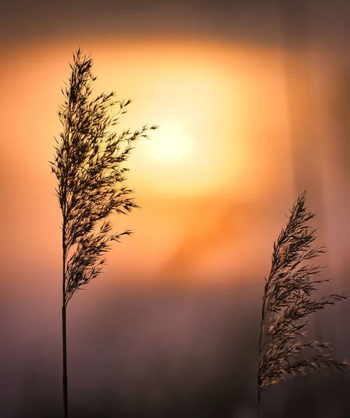 Close Juncos Comuns Contra Fundo Brilhante Pôr Sol — Fotografia de Stock