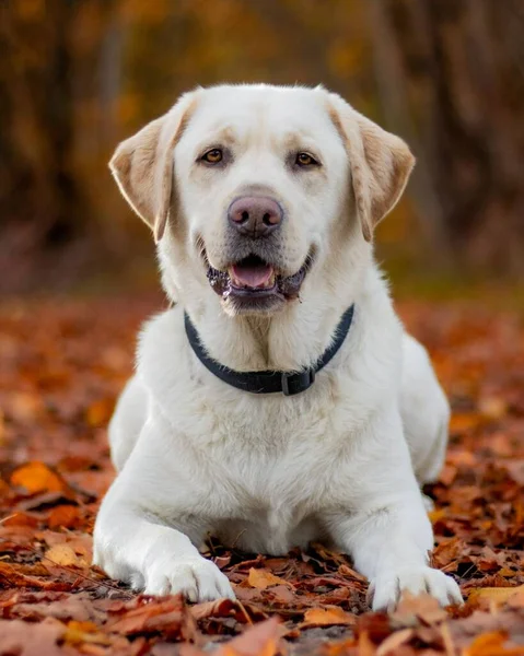 Tiro Perto Cão Labrador Retriever Sentado — Fotografia de Stock