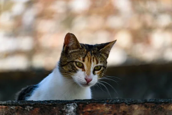 Μια Κοντινή Φωτογραφία Μιας Δίχρωμης Αδέσποτης Γάτας Ζωικό Πορτρέτο — Φωτογραφία Αρχείου