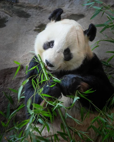 Pionowe Ujęcie Uroczego Misia Pandy Jedzącego Liście Bambusa Świetle Dnia — Zdjęcie stockowe