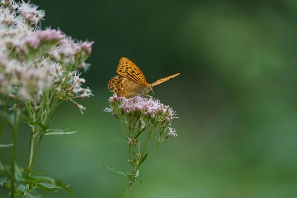 Ένα Κοντινό Πλάνο Μιας Αργυρόφυλλης Πεταλούδας Πάνω Ένα Λουλούδι Οστεοφυλάκιο — Φωτογραφία Αρχείου