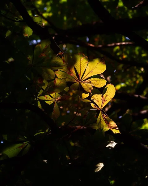 Fotografie Verticală Frunzelor Castan Lumina Soarelui — Fotografie, imagine de stoc