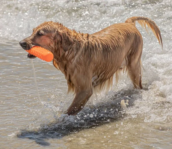 Closeup Shot Cute Dog Carrying Toy While Walking Out Sea — Stock Photo, Image