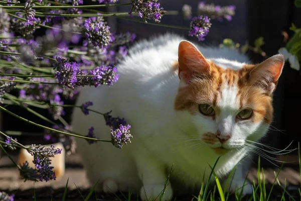 고양이는 라벤더 영국의 정원에 있습니다 — 스톡 사진