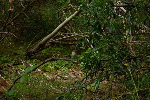 Une Adorable Pie Grièche Brune Perchée Sur Branche Arbre Vert — Photo