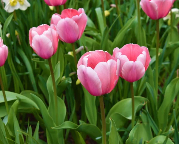 Zbliżenie Strzał Różowych Tulipanów Ogrodzie — Zdjęcie stockowe