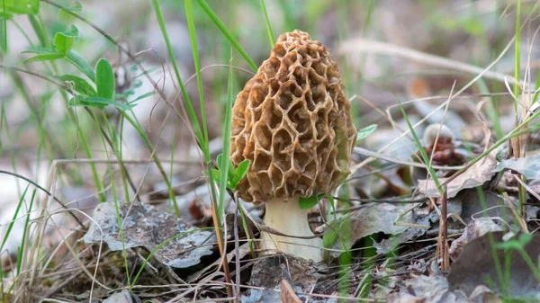 Foco Raso Fungo Morel Amarelo Solo Seco Com Folhas — Fotografia de Stock