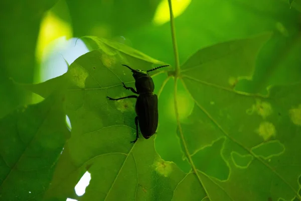 Närbild Stag Skalbagge Frodiga Gröna Blad — Stockfoto