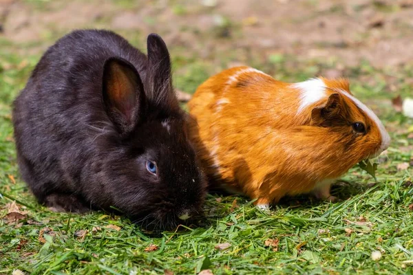 Cute Domestic Rabbits Farm — Stock Photo, Image