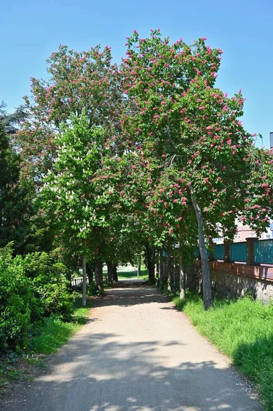 Вертикальный Снимок Прогулочной Тропы Через Парк Цветущими Деревьями — стоковое фото