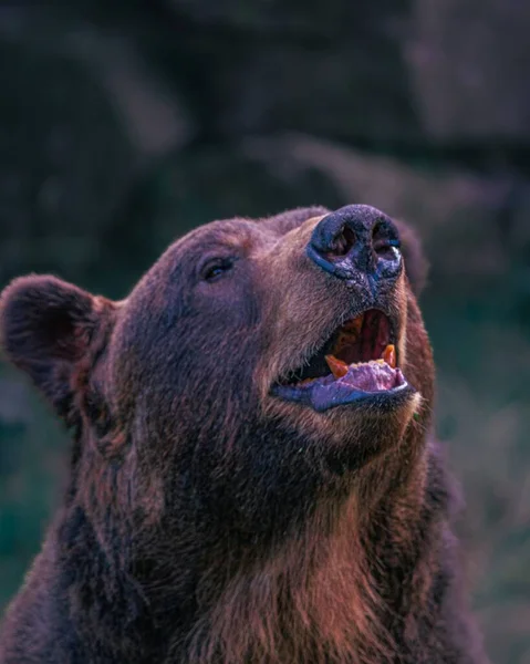 Egy Grizzly Medve Függőleges Portréja Üvölt Egy Napsütéses Napon — Stock Fotó