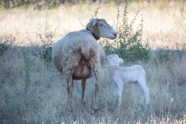 Маленькая Овца Белая Рядом Матерью Траве — стоковое фото