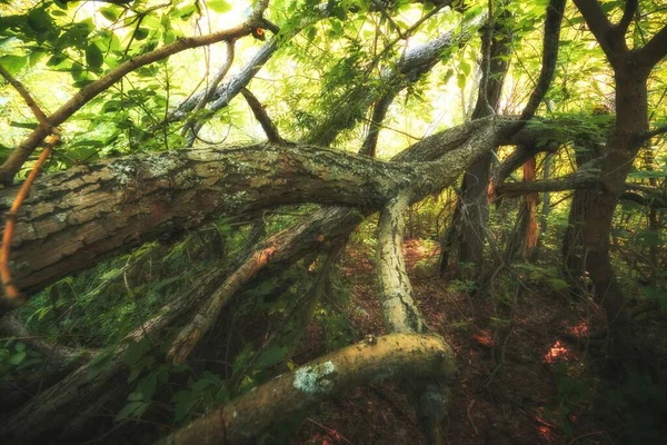 Bäume Urwald Sonnigen Tagen — Stockfoto