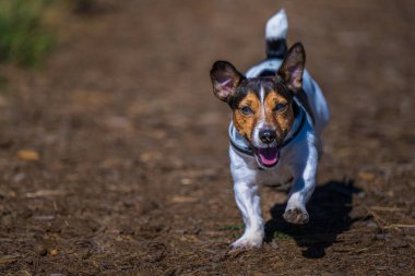 Çok renkli Jack Russell Terrier 'ın yakın plan fotoğrafı.