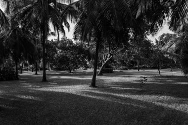 Siyah beyaz palmiyelerle çevrili bir park.