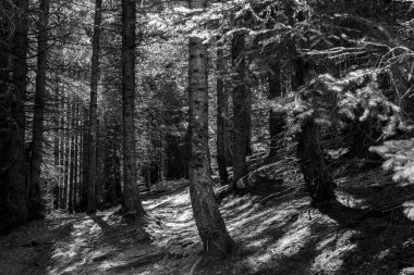 İsviçre, güneş ışınlı bir ormanın gri tonlu görüntüsü.