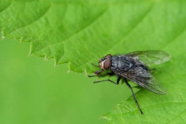 Yeşil bir yaprağa konmuş bir sineğin makro görüntüsü.