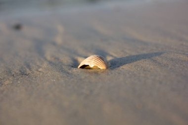 Kumsaldaki boş midye.