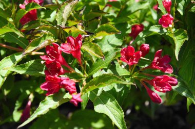 Bahçedeki güzel çiçek buğdayları
