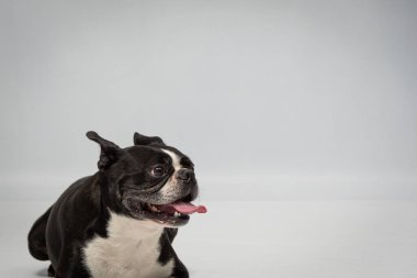 Gri bir arka planda dili açık bir Boston Terrier 'inin yakın çekimi.