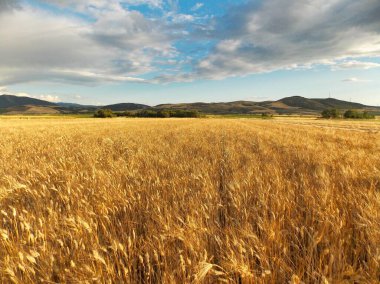 Buğday tarlası manzarası
