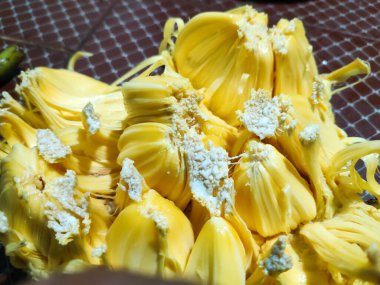 Jack-fruit Hindistan, Srilanka, Bangladeş, Filipinler, Endonezya ve Malezya 'da bulunan lezzetli bir meyvedir..