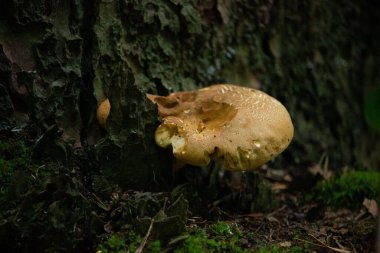 Ormanda büyüyen tek bir kirpi mantarı.