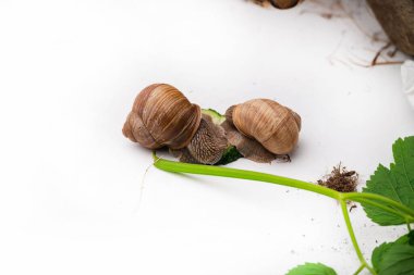 Beyaz arka planda Romalı salyangozların yakın çekimi
