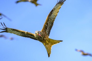 Uçan kartalın yakın çekimi.