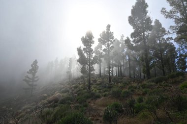 Dağlarda güzel manzaralı ağaçlar