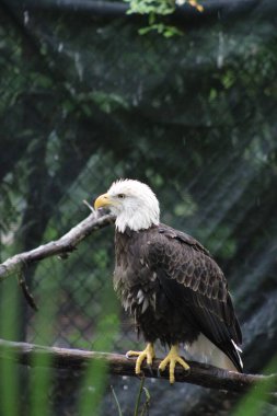 Kafesteki ağaç dalında oturan kel kartalın dikey görüntüsü.