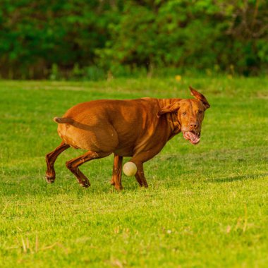 Gün boyunca yeşil bir tarlada oynayan bir Vizsla köpeğinin güzel bir fotoğrafı.
