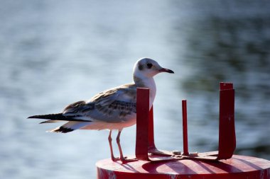 Arka planda su manzarası olan bir martının yakın çekimi.