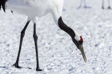 Japon Hokkaido 'da kar altında yiyecek arayan kırmızı taçlı bir turna.