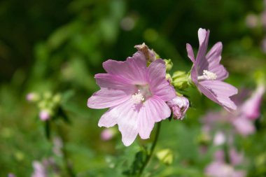 Arka planda güneş ışığı ve bitki örtüsüyle birlikte pembe Mallow çiçeklerinin yakın çekimi