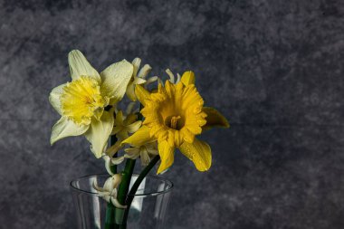 Cam vazodaki siyah duvar arkaplanlı nergislerin yakın çekimi.