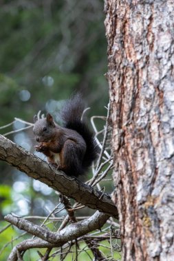 Ağaç dalında oturan ve fındık yiyen sevimli bir sincabın dikey yakın çekimi.