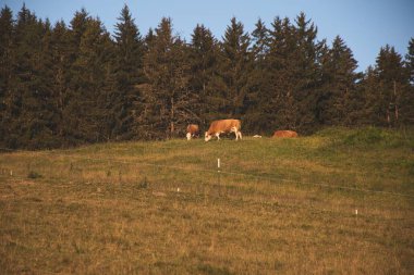 Avusturya, Salzburg 'da Saalfelden yakınlarındaki bir çayırda otlayan güzel bir kahverengi inek görüntüsü.
