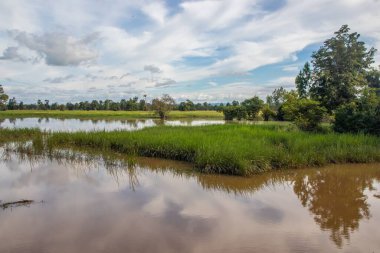 a beautiful landscape with rice fields and trees somewhere in Isaan in the east of Thailand Southeast Asia clipart