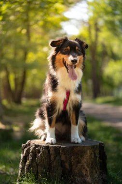 Ağaç kütüğünün üzerinde duran Avustralya çoban köpeği.