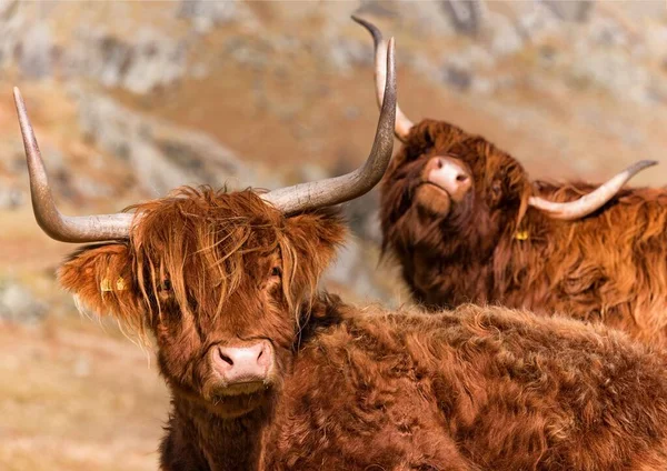 スコットランドの高地で2頭の牛の美しいショット — ストック写真